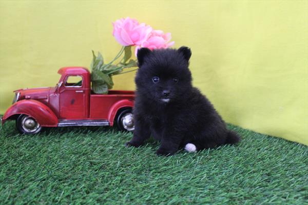 [#261080-03] Black F Pomeranian Puppies For Sale