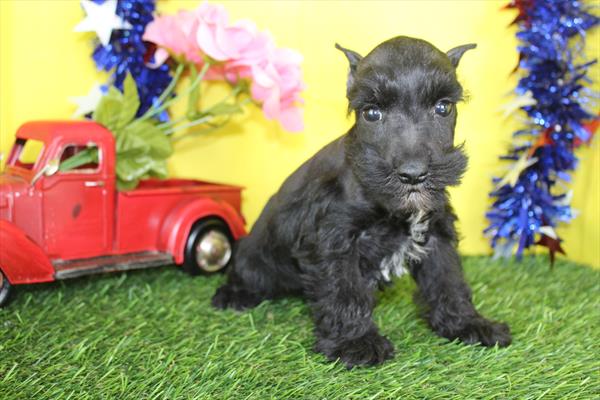 [#26972-02] Black M Miniature Schnauzer Puppies For Sale