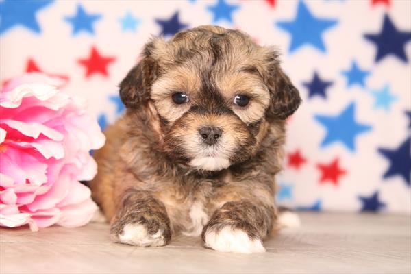 [#261107-03] Brown F ShihPoo Puppies For Sale