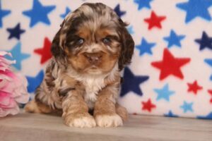 Cocker Spaniel – 33074