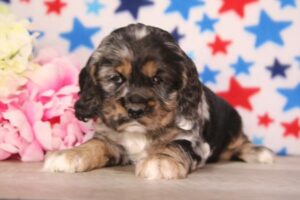 Cocker Spaniel – 33075