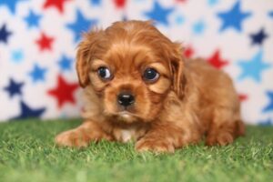 Petland Kennesaw, Georgia Cavalier King Charles Spaniel puppy available