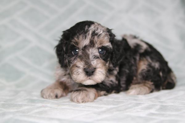 [#261146-01] Blue Merle M Poodle Puppies For Sale