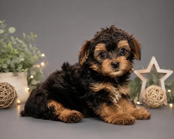 [#26914-02] Black / Tan M Yorkiepoo Puppies For Sale
