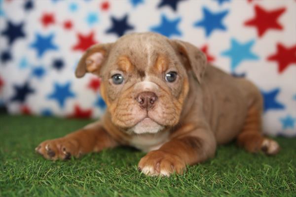 [#261068-02] Chocolate Merle / Tan M Victorian Bulldog Puppies For Sale