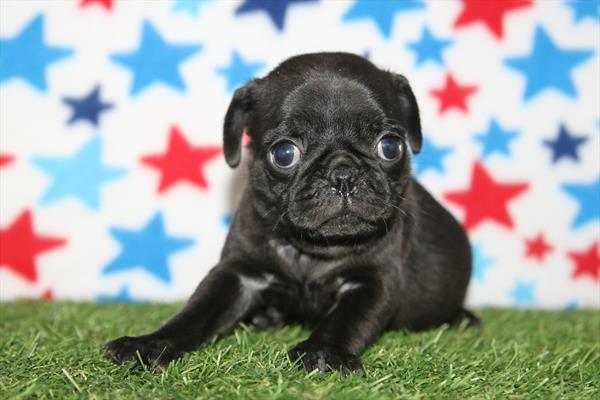 [#261138-01] Black M Pug Puppies For Sale