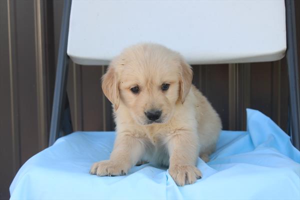 [#261098-08] Golden F Golden Retriever Puppies For Sale