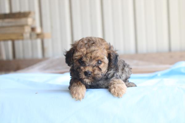 [#261169-04] Brown F Poodle Mini Puppies For Sale