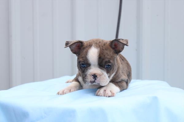 [#261296-01] Blue Merle F Boston Terrier Puppies For Sale