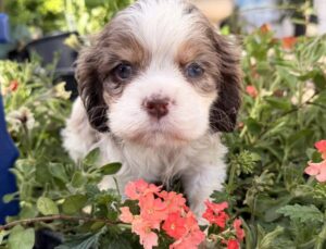 Petland Kennesaw, Georgia Cocker Spaniel puppy available