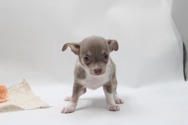 [#26972-04] Lavender F Chihuahua Puppies For Sale