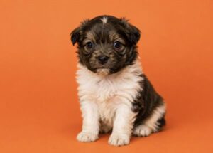 Petland Kennesaw, Georgia Chihuahua puppy available