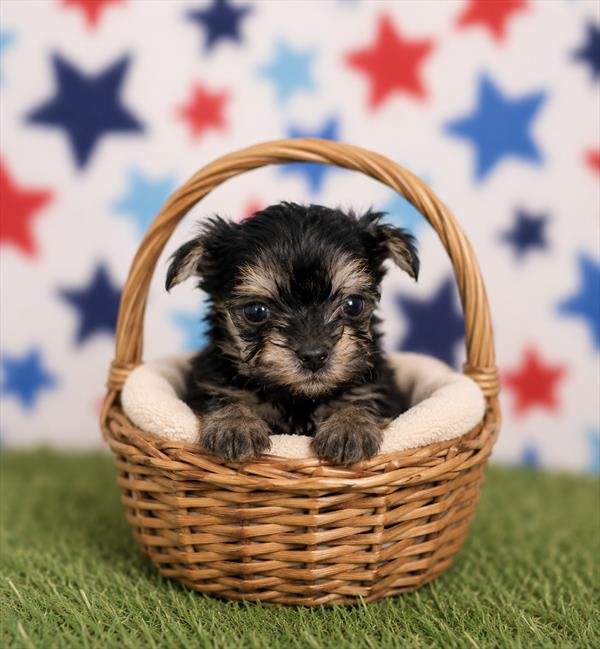 [#26988-02] Black / Tan F Poodle Toy/Yorkshire Terrier Puppies For Sale