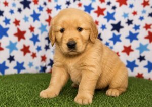 Golden Retriever – 33092