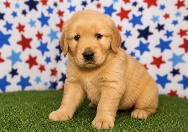 [#26168-02] Golden M Golden Retriever Puppies For Sale