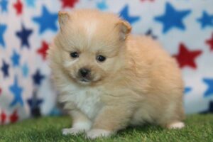 Petland Kennesaw, Georgia Pomeranian puppy available