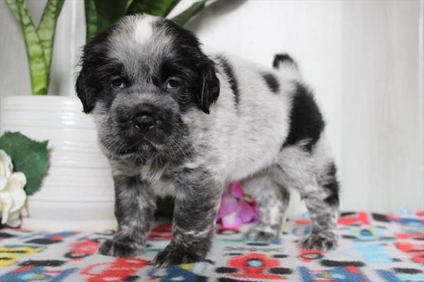[#26952-07] Black / White F Hippo Mini Puppies For Sale