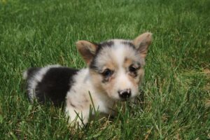 Petland Kennesaw, Georgia Pembroke Welsh Corgi puppy available