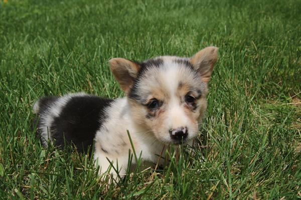 [#261164-03] Blue Merle / White F Pembroke Welsh Corgi Puppies For Sale