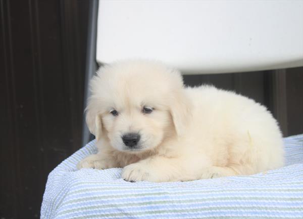 [#261211-05] English Cream M Golden Retriever Puppies For Sale