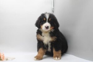 Petland Kennesaw, Georgia Bernese Mountain Dog puppy available