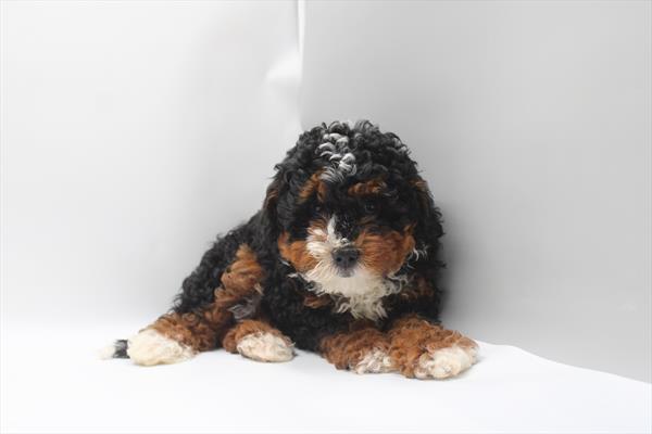 [#261248-03] Tri-Colored F Bernedoodle Puppies For Sale