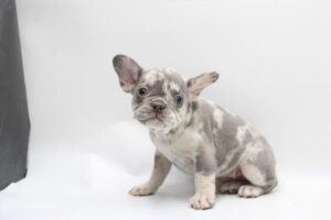 Petland Kennesaw, Georgia French Bulldog puppy available