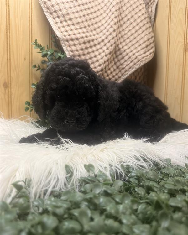 [#261265-02] Black F Goldendoodle Mini Puppies For Sale