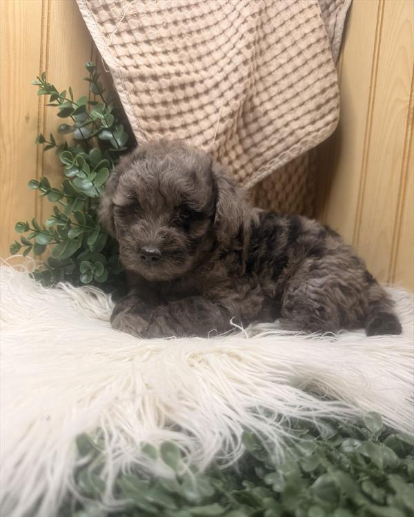 [#261265-05] Blue Merle F Goldendoodle Mini Puppies For Sale