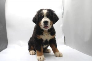 Petland Kennesaw, Georgia Bernese Mountain Dog puppy available