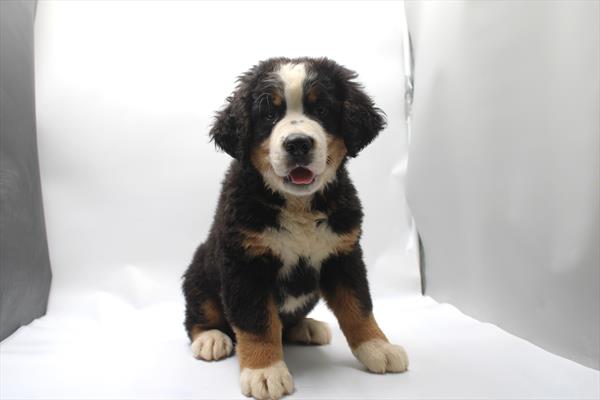 [#261368-01] Tri-Colored M Bernese Mountain Dog Puppies For Sale