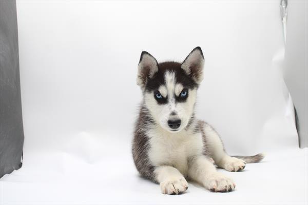 [#261587-07] Black / White F Siberian Husky Puppies For Sale