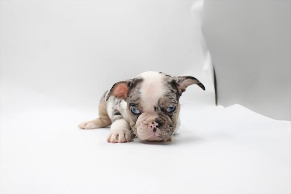 [#261298-01] Blue Merle M French Bulldog Puppies For Sale