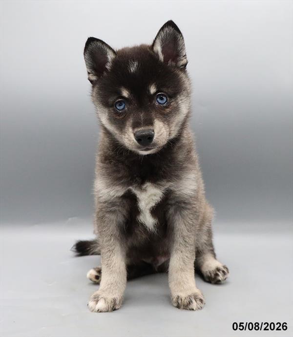 [#26232-02] Black Gray / White M Alaskan Klee Kai Puppies For Sale