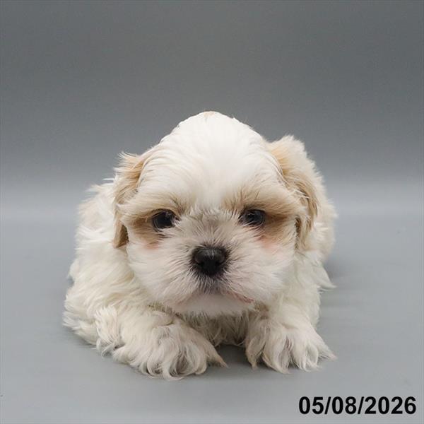 [#26241-02] Cream / White M Shih Tzu Puppies For Sale