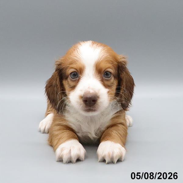 [#26243-02] Red / White M Dachshund Puppies For Sale