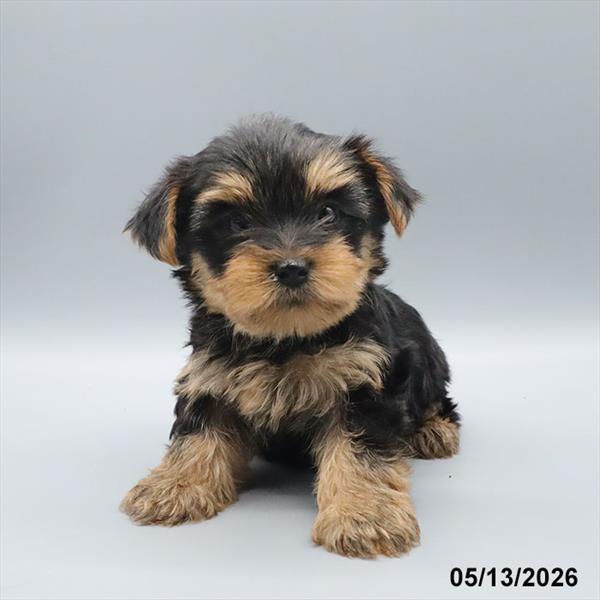 [#26257-01] Black / Gold M Yorkshire Terrier Puppies For Sale
