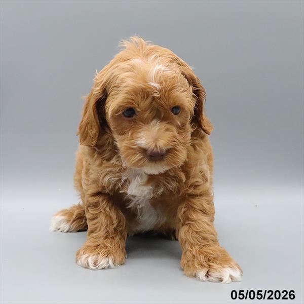 [#26269-04] Red M Cock A Poo Puppies For Sale