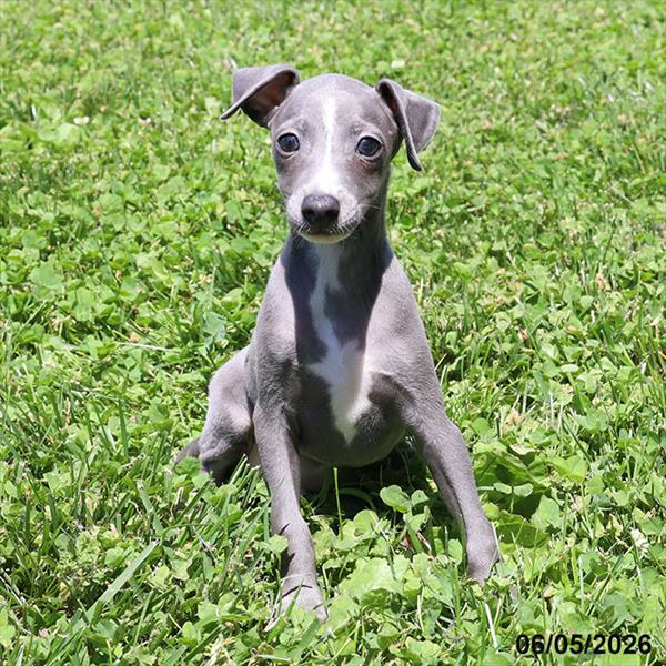 [#26277-04] Blue M Italian Greyhound Puppies For Sale