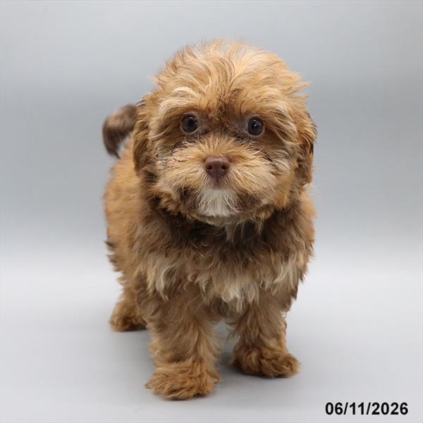 [#26279-03] Brown F Havapoo Puppies For Sale