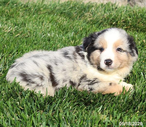 [#26287-02] Blue Merle M Miniature American Shepherd Puppies For Sale