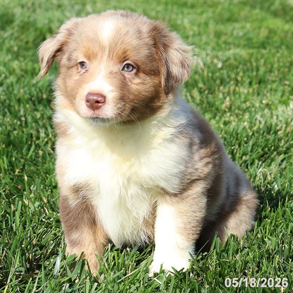 [#26287-05] Red Merle F Miniature American Shepherd Puppies For Sale