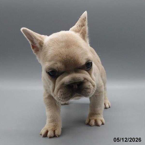 [#26289-06] Platinum F French Bulldog Puppies For Sale