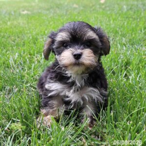 Petland Kennesaw, Georgia Morkie puppy available