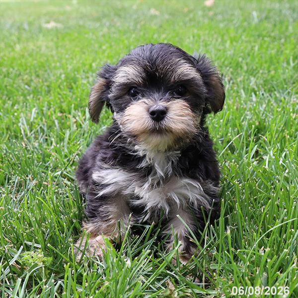 [#26302-01] Black White / Tan M Morkie Puppies For Sale