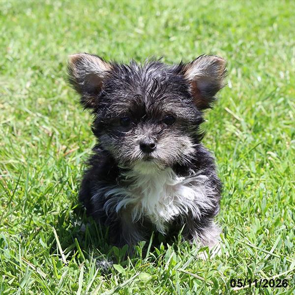 [#26303-01] Black / Tan M Morkie Puppies For Sale