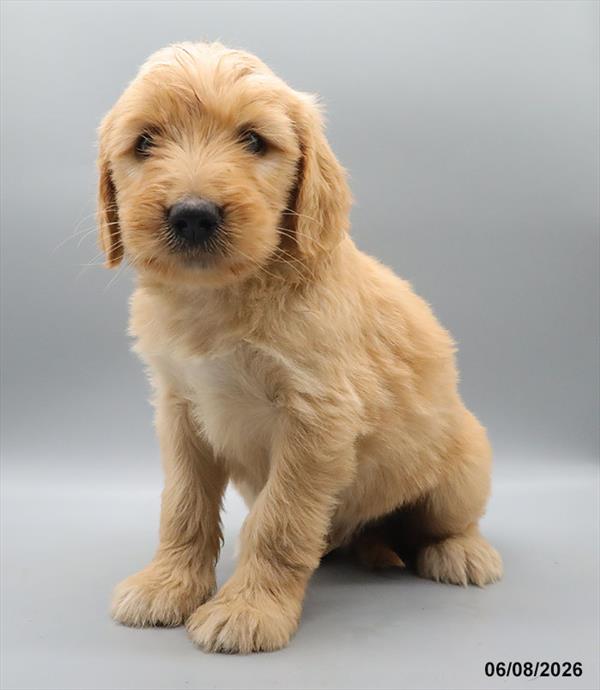 [#26314-06] Golden M Goldendoodle Puppies For Sale