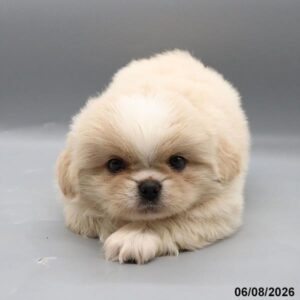 Petland Kennesaw, Georgia Pekingese puppy available