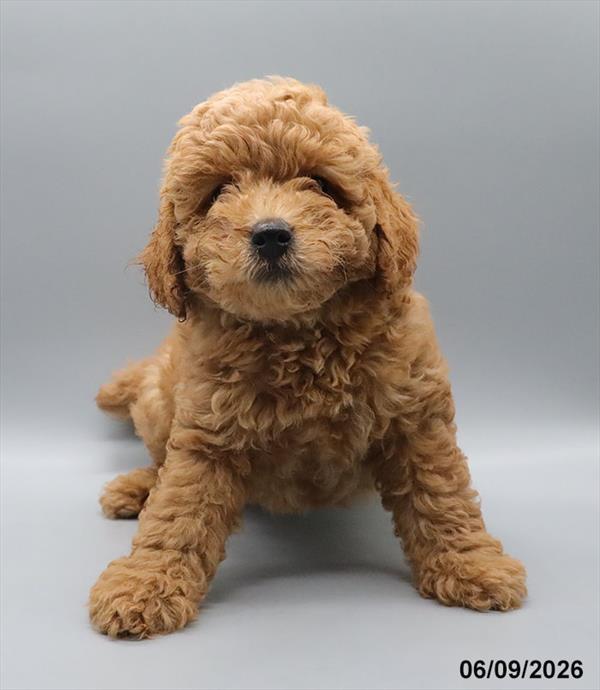 [#26332-03] Red M Goldendoodle Mini 2nd Gen Puppies For Sale