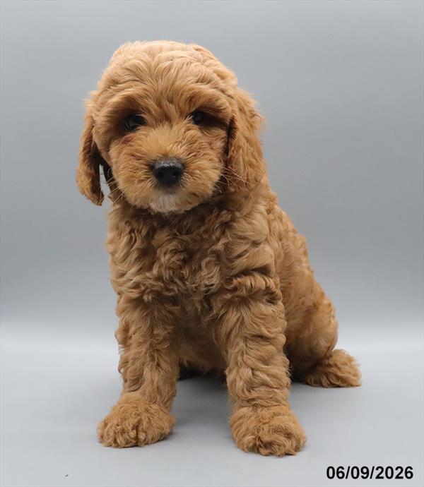 [#26332-05] Red M Goldendoodle Mini 2nd Gen Puppies For Sale